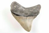 Serrated, Posterior Megalodon Tooth - North Carolina #200656-1
